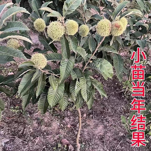 板栗苗树南方北方种植大红袍当年结果地栽特大嫁接板栗树果树果苗