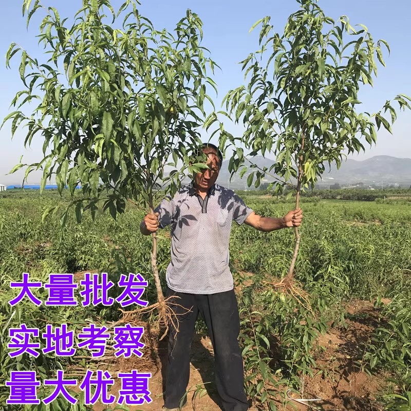 桃树果苗新品种南方北方种植地栽嫁接特大早熟油桃水蜜桃冬桃树苗-图0