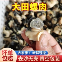 Hubei Boutique Big Number Field Snail Meat 4 Catty Clean No Sand Snail Meat Vacuum Packing Screw Meat Commercial Burn