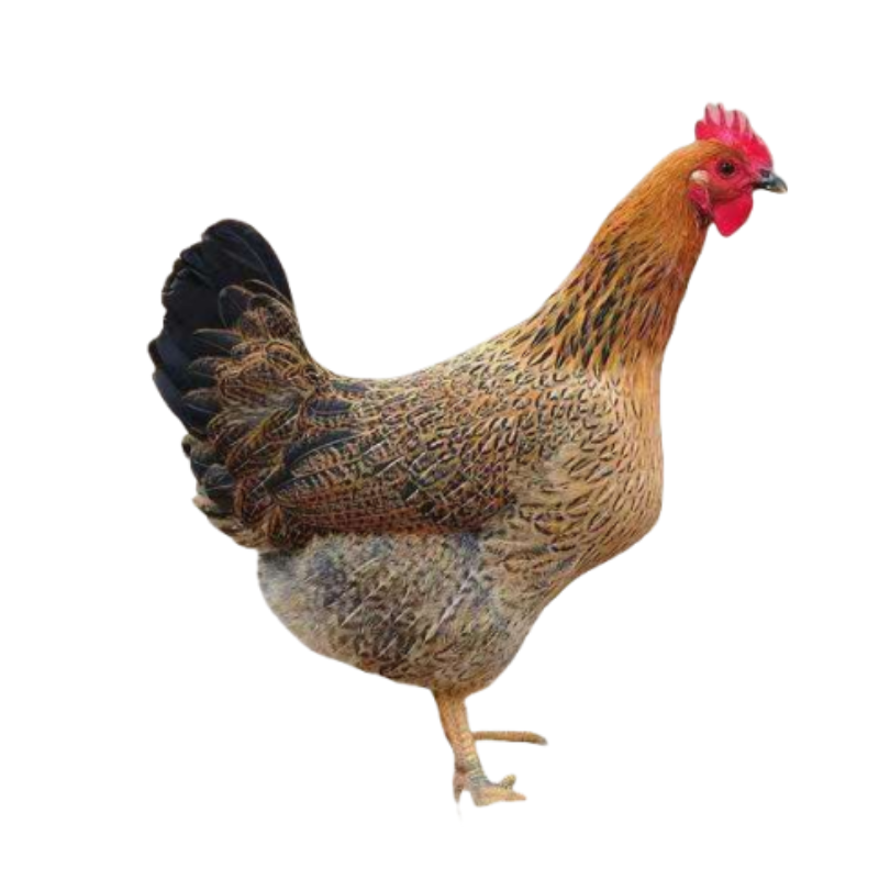 正宗农家散养土鸡3斤下蛋鸡开产鸡苏北土鸡生蛋小母鸡活体,淘宝优惠券,粉丝福利购,淘宝优惠卷