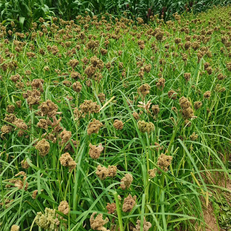 Guangxi duck feet, corn flour, whole grains