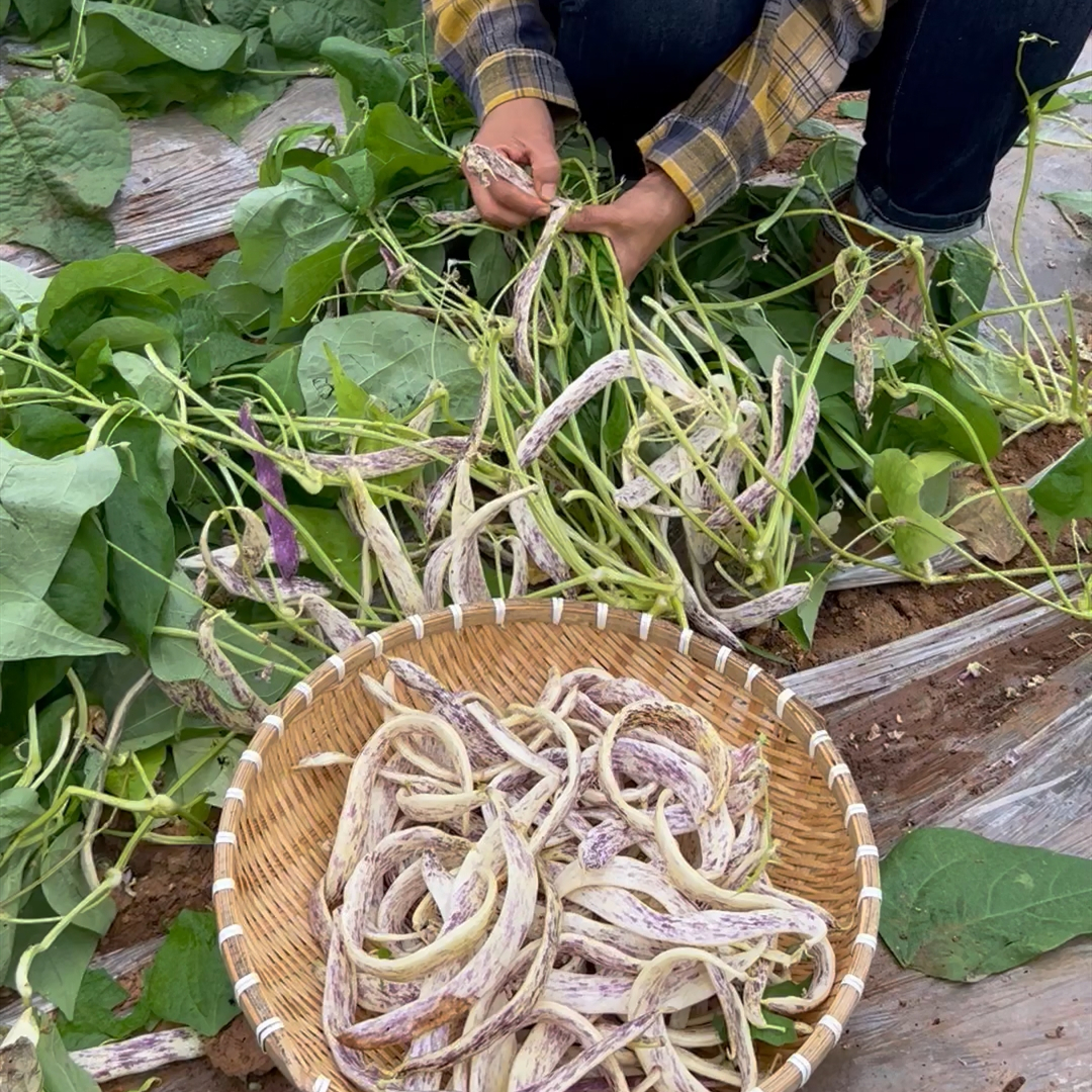 花皮豆角种子蔬菜种子不搭架豆荚嫩无纤维口感好家庭种大田-图1