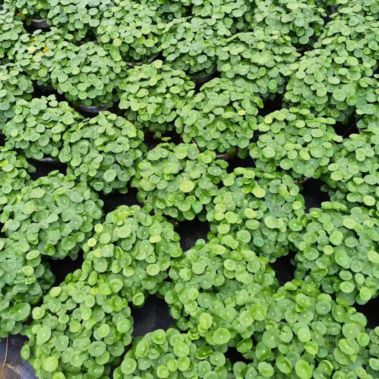 带叶铜钱草水培盆栽花卉绿植金钱草吸甲醛植物室内水养招财防辐射 - 图0