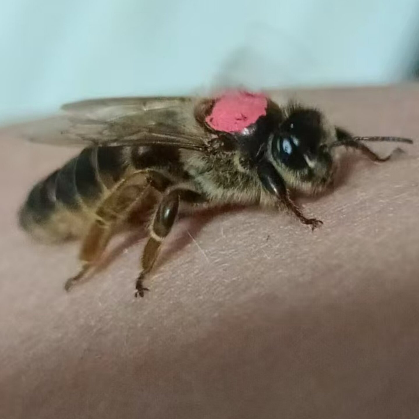 意蜂处王 产卵王 蜂王 蜜王 中蜜一号 卡意 松丹 包邮包活,淘宝优惠券,粉丝福利购,淘宝优惠卷