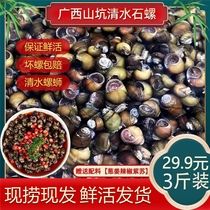 Guangxi Stone Snail Wild Fields Spiro Fresh Water Spiro Hill Pit Snail and Catch Snail Live Freshwater Spiro 3 Jin