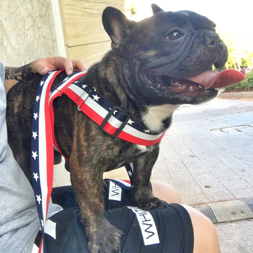 潮牌狗狗牵引绳中小型犬遛狗绳狗链子柯基法斗胸背带宠物用品项圈 - 图0