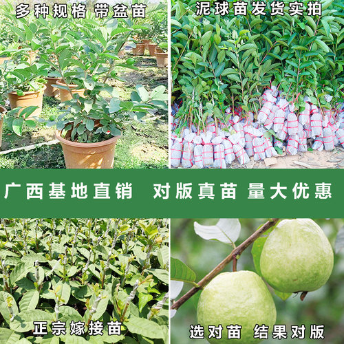 珍珠番石榴树果苗西瓜红苗四季结果嫁接苗果树苗白心红心芭乐树苗 - 图0