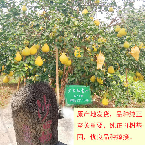 广西容县沙田柚子树苗嫁接果苗桂柚红心蜜柚泰国红宝石青柚苗庭院 - 图3