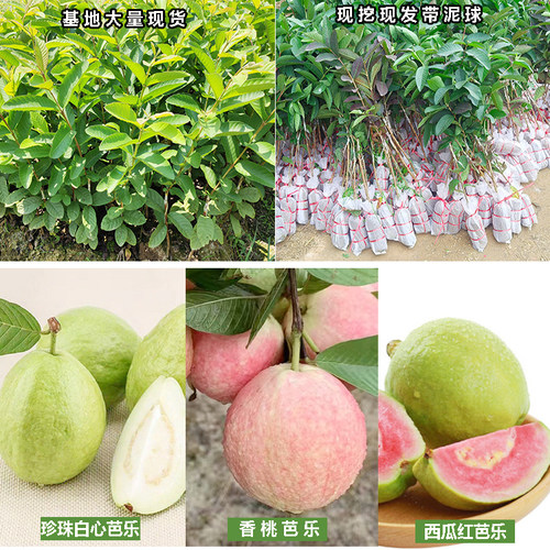 珍珠番石榴树果苗西瓜红苗四季结果嫁接苗果树苗白心红心芭乐树苗 - 图1