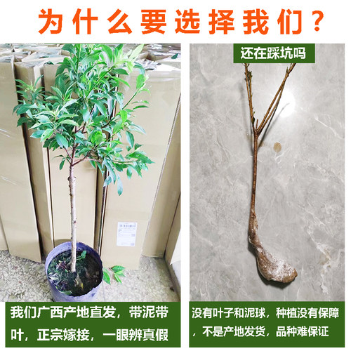 钱排银妃三华李子树苗水果红心三月早熟嫁接特大盆栽地南北方种植-图0