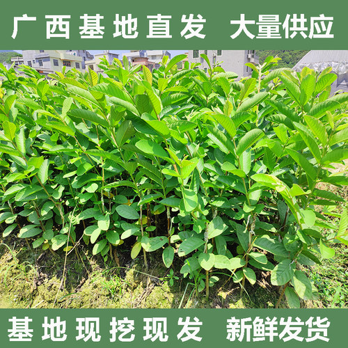 珍珠番石榴树果苗西瓜红苗四季结果嫁接苗果树苗白心红心芭乐树苗 - 图3