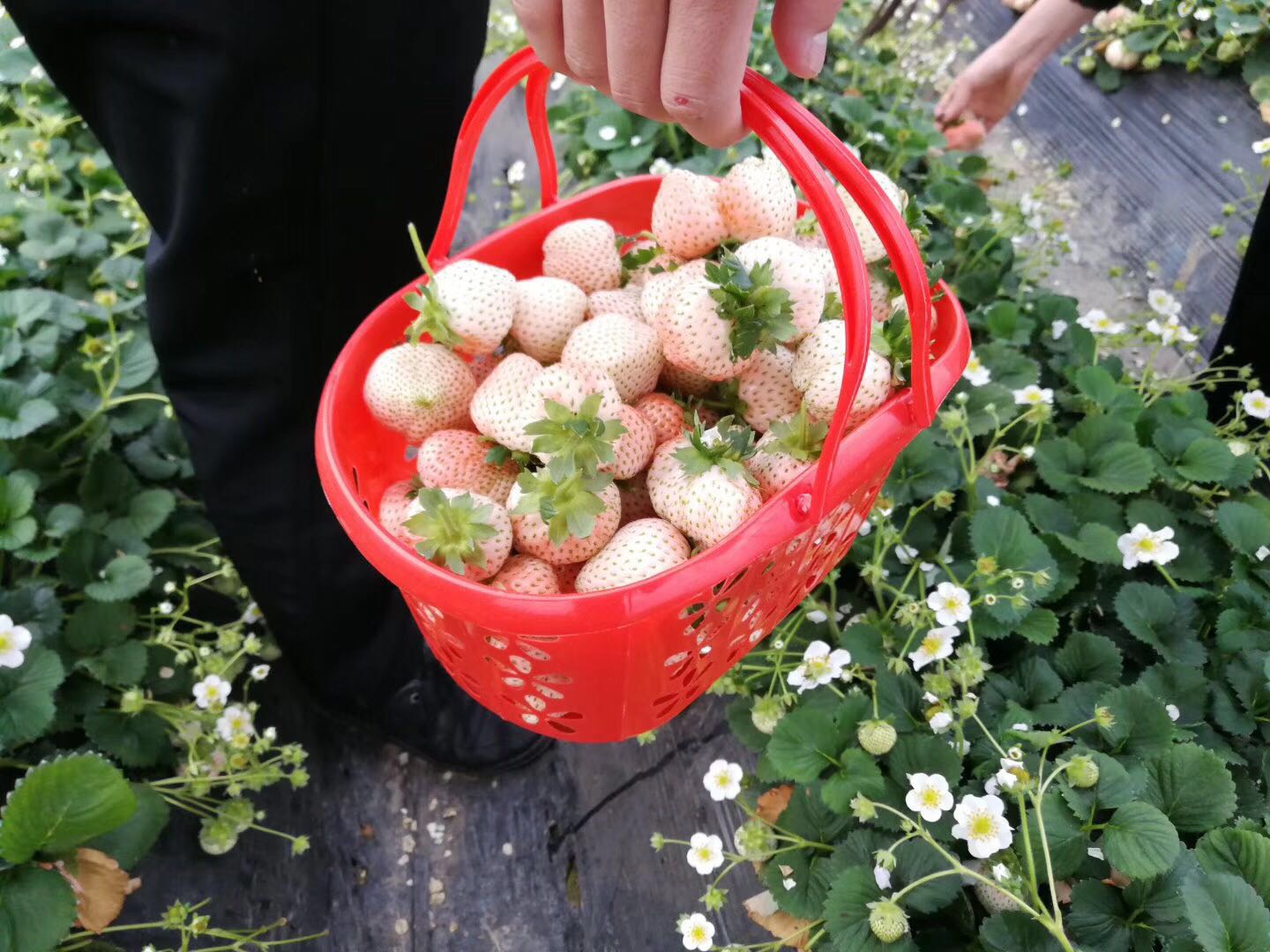 草莓采摘篮子鸡蛋水果塑料手提蓝莓樱桃桑葚杨梅无花果包装篮包邮 - 图1