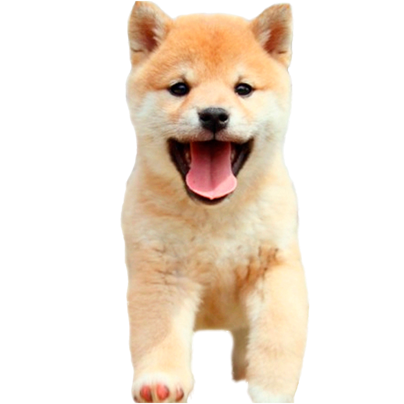 北京犬舍柴犬幼犬日本纯种幼犬赤色黑柴小体豆柴自家养殖活体挑选