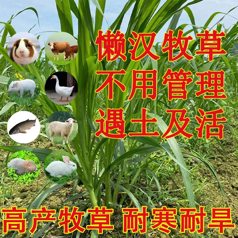 双芽无毛甜象草3号种节巨菌草新型皇竹草牛羊牧草四季多年生耐寒 - 图0