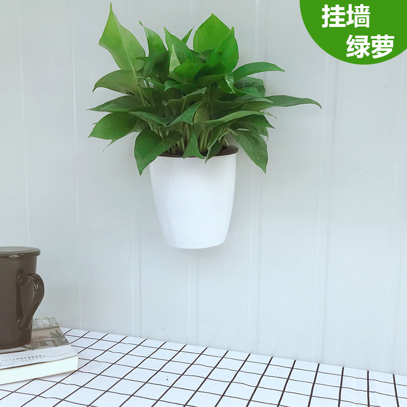 挂墙绿萝盆栽室内壁挂绿箩水培植物花卉好养客厅挂墙上花盆 - 图0