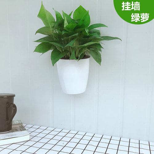 挂墙绿萝盆栽室内壁挂绿箩水培植物花卉好养客厅挂墙上花盆 - 图0