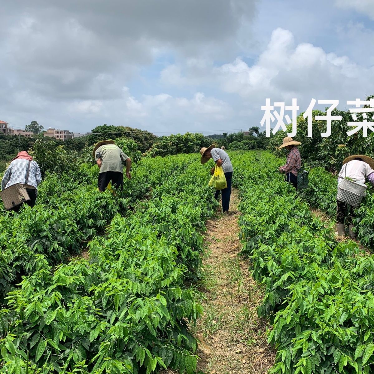 漳州五指山野菜苗树仔菜苗天绿香种苗盆栽室内绿植凉拌菜-图3