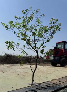 仿真海岛春花树装饰酒店大堂客厅玄关民宿庭院布景道具摆件假树