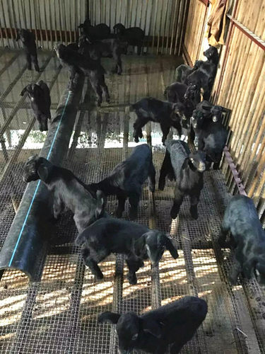 热镀锌钢丝编织网压花筛网工地筛沙筛石头养猪网养殖羊床漏粪垫底 - 图2