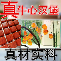 Bull Hearts Burger Seven Colorful Gods Fairy Fish Food Swallow Fish Feed Handmade Homemade internal Consignment Quarantine Drug Burg Egypt dedicated