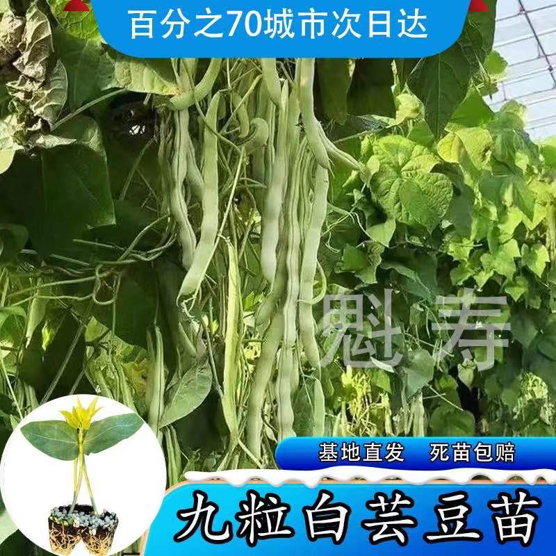 摘不败九粒白芸豆苗蔬菜高产压塌架早熟春秋季四季豆老来少豆角种 - 图1