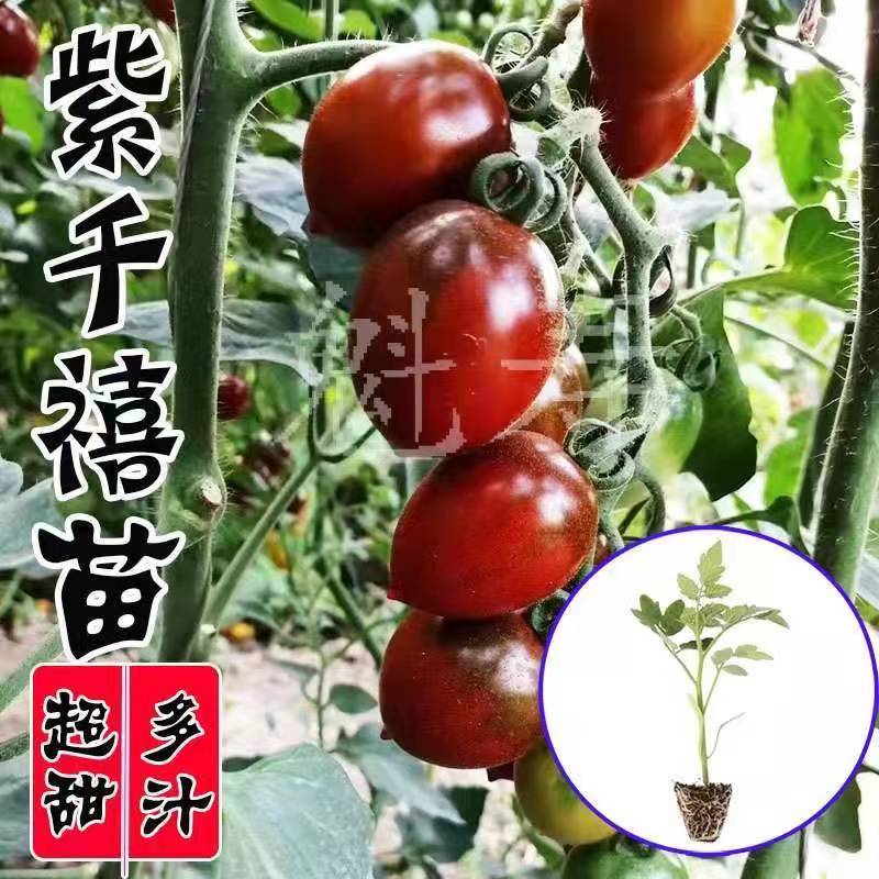 超甜紫千禧紫黑色巧克力番茄种苗种籽子樱桃圣女果西红柿蔬菜苗阳 - 图2