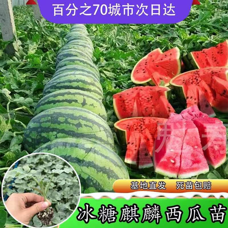 冰糖麒麟瓜种苗8424西瓜种子罐装无籽超甜高产型8424麒麟西瓜种子-图0