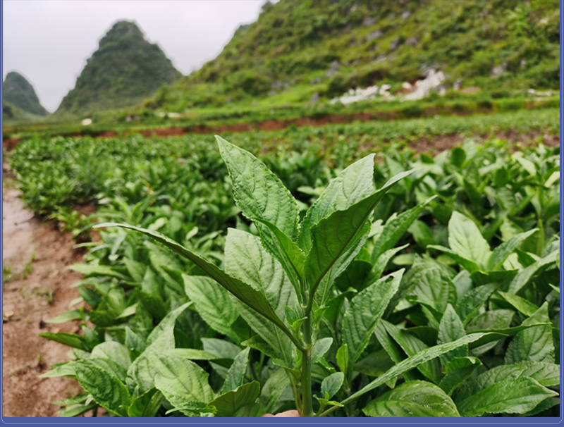 贵州蓝靛泥扎染腊染植物染料学校儿童团体活动DIY材料包快速冷染 - 图2