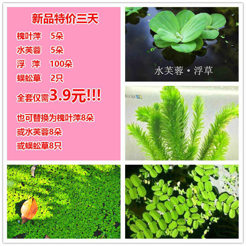 水芙蓉浮萍 新人首单立减十元 21年9月 淘宝海外