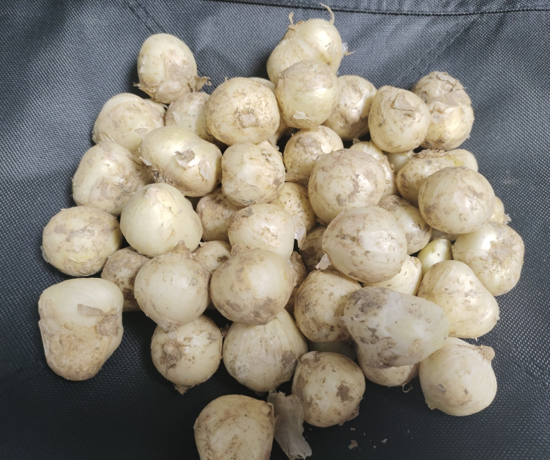 23年新鲜苦藠小根蒜团葱小根葱苦藠四川茭头野葱头薤白(中大号)_虎窝淘