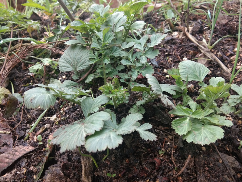 新鲜兰布正中药材 兰布政头晕药路边青水益母贵州食用中草药500克