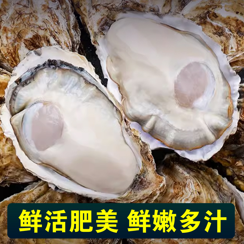 特大蚝王5XL鲜活乳山生蚝新鲜牡蛎超大肉海蛎子10斤海鲜刺身即食 - 图2