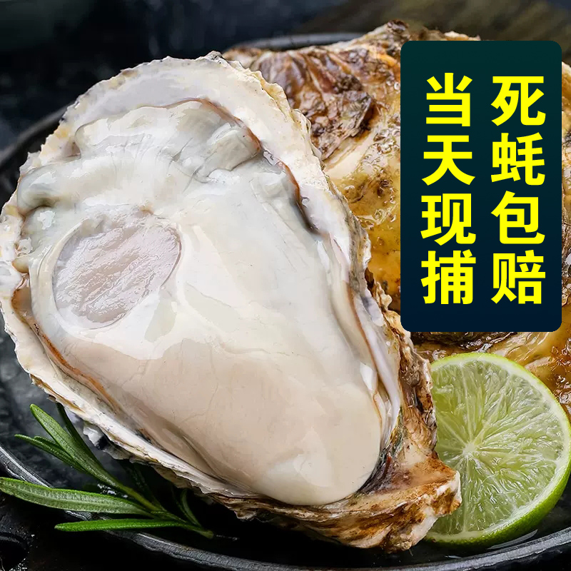 包活鲜活乳山生蚝新鲜牡蛎特大超大肉海蛎子5斤刺身即食贝类海鲜 - 图1