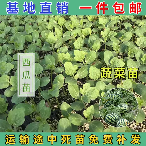 Саженцы для саженцев томатов, яйца семян семян семян, саженцы баклажанов, семена огурца, саженцы арбузов, саженцы перца, семена томатов 孑