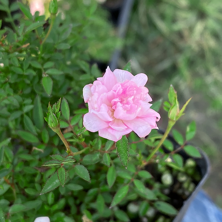 姬月季日本姬乙女姬超微蔷薇迷你微盆景阳台桌面四季花开盆栽花卉-图0