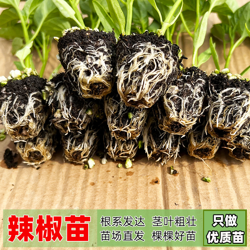 各种辣椒苗 蔬菜幼苗菜苗杭椒线椒红辣椒小米螺丝椒泡椒彩椒种苗 - 图0