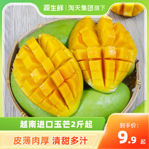 Vietnam imports jade and manger 8 catties Big fruit peel thin flesh thick mango clear sweet and juicy whole box raw fresh fruit