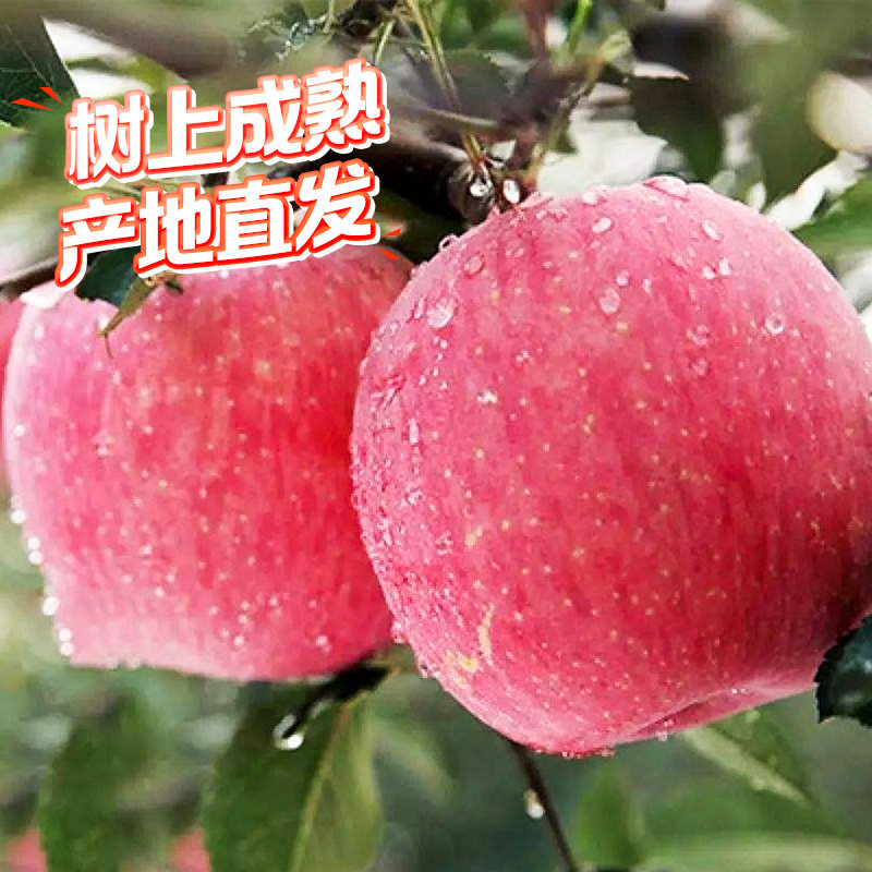 正宗山东烟台红富士3斤起官方时令 源生鲜苹果