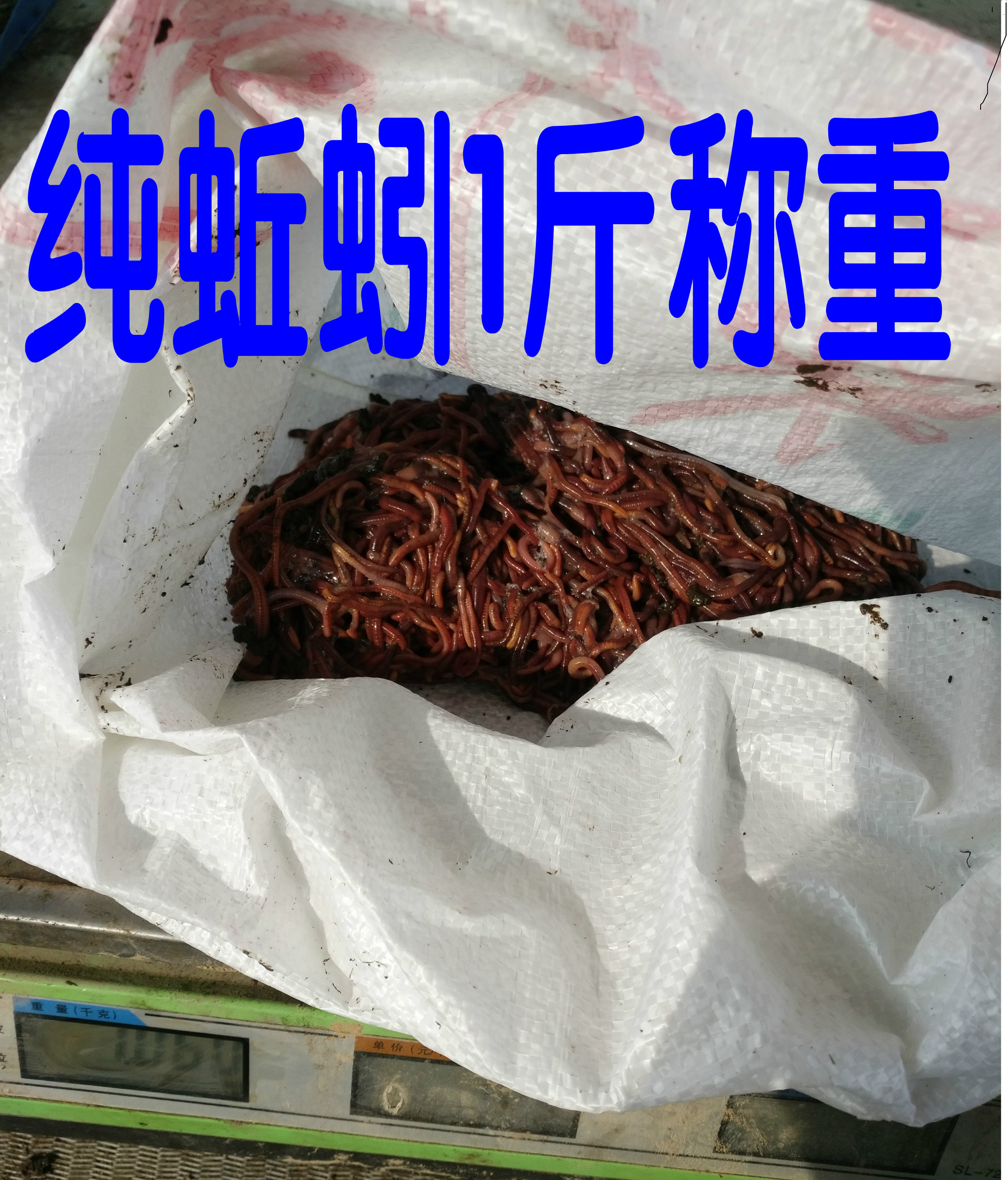 红蚯蚓活饵蚯蚓活体钓鱼盒装蚯蚓红蚯蚓鱼饵鲫鱼野钓饵料散装包活 - 图2