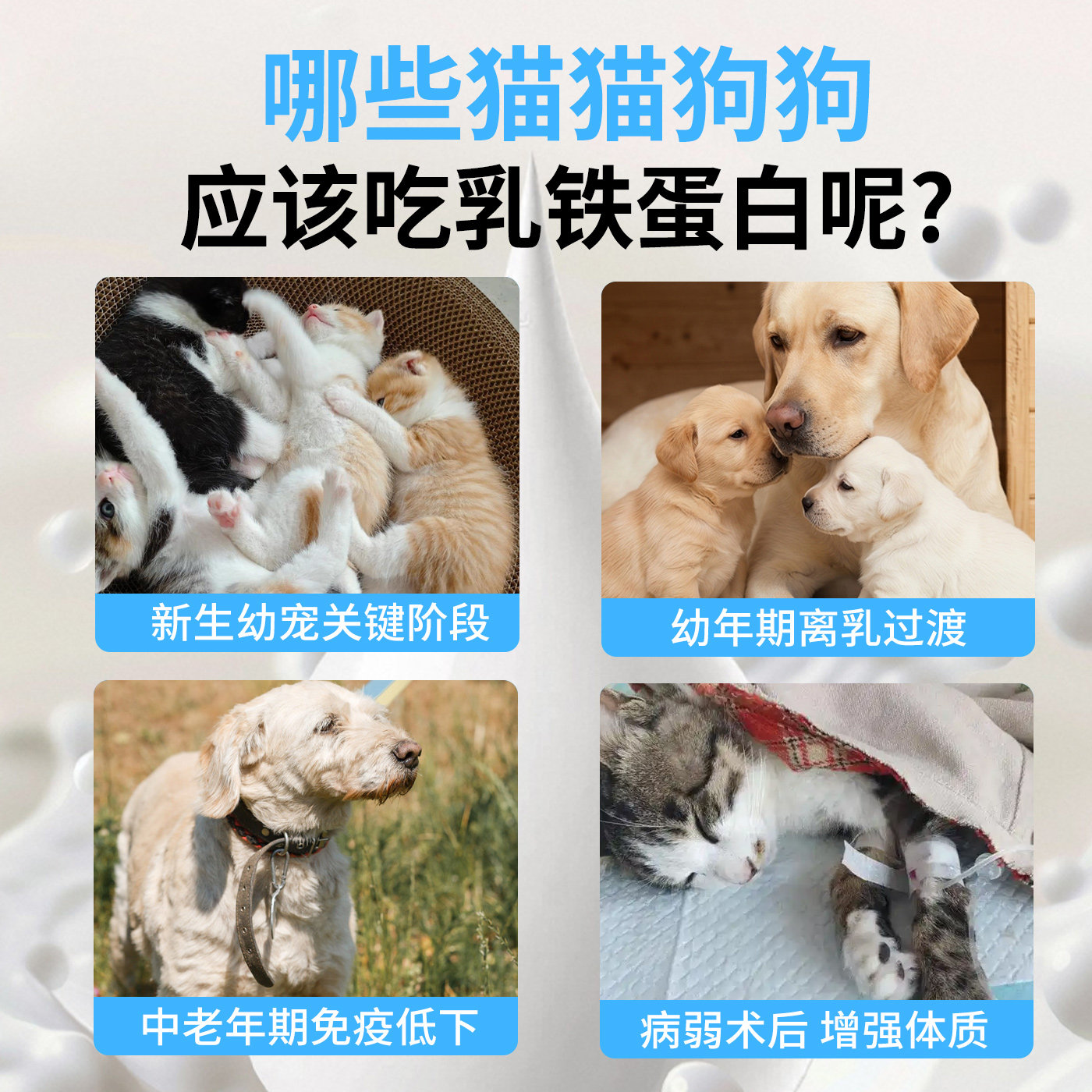 千方动保宠物营养补充剂乳铁蛋白胶囊鸡肉风味宠物猫咪狗狗用正品