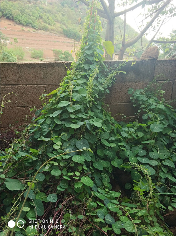 山乌龟红藤地不容金不换千金藤室内外花盆景带芽球根多肉绿植物-图3