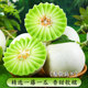Ice cream with jade mushroom and honeydew | 5A quality, soft, glutinous and sweet