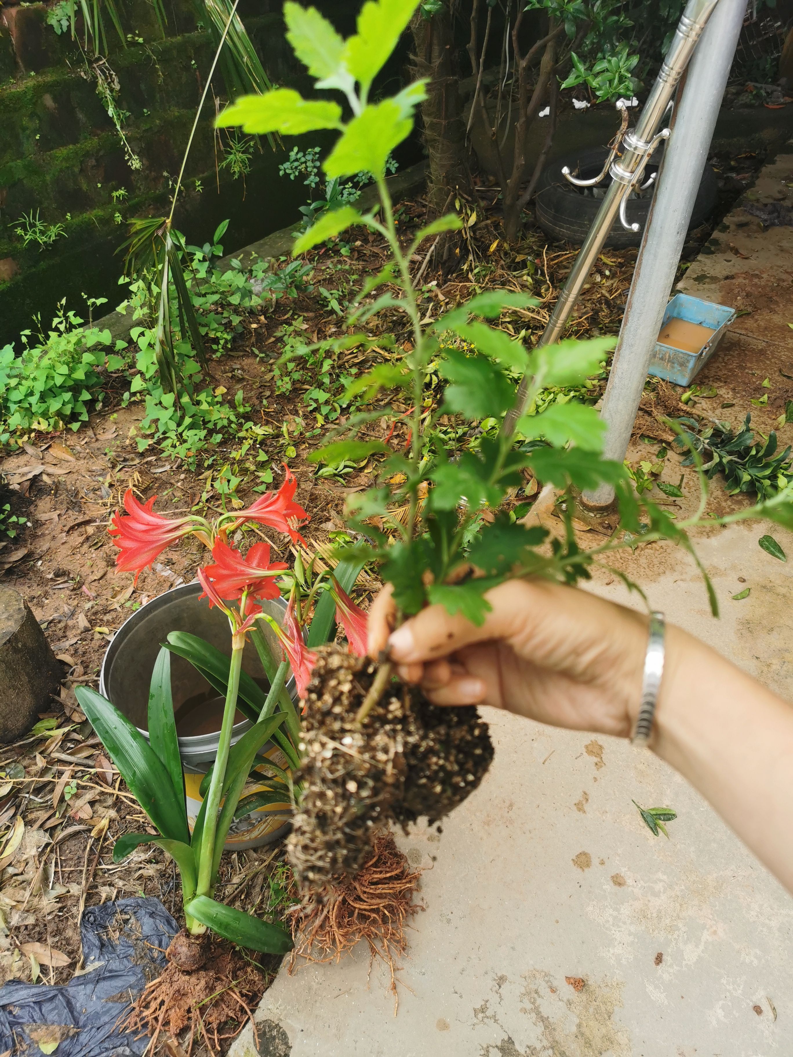 杭白菊花多年植物懒人可盆栽可地栽宿根花苗晒干可泡茶喝-图0