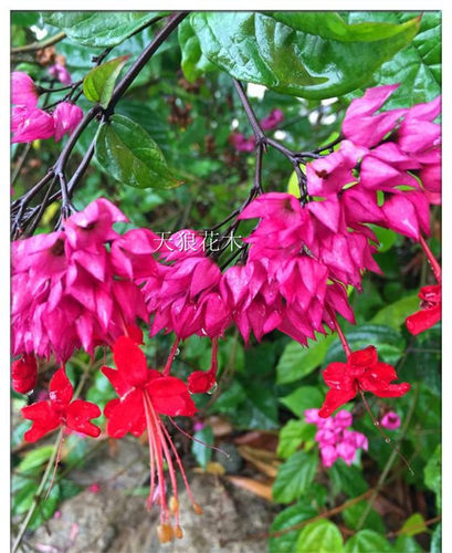 包邮九龙吐珠盆栽花阳台庭院美观攀援爬藤植物当花期超长易活易种 - 图2