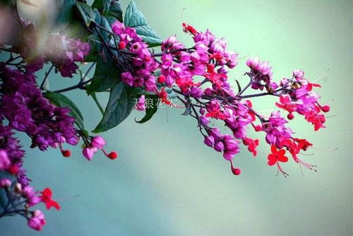 包邮九龙吐珠盆栽花阳台庭院美观攀援爬藤植物当花期超长易活易种 - 图0
