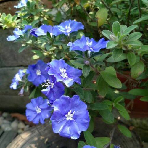 四季开花全年 蓝星花 美洲新品种 耐热阳台花卉 容易养的观花盆栽 - 图0