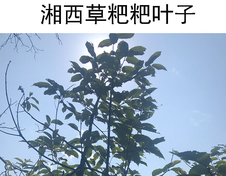 湘西蒿草粑叶子叶儿粑新鲜叶包草粑粑叶青团叶清明果叶猴栗树树叶 - 图1