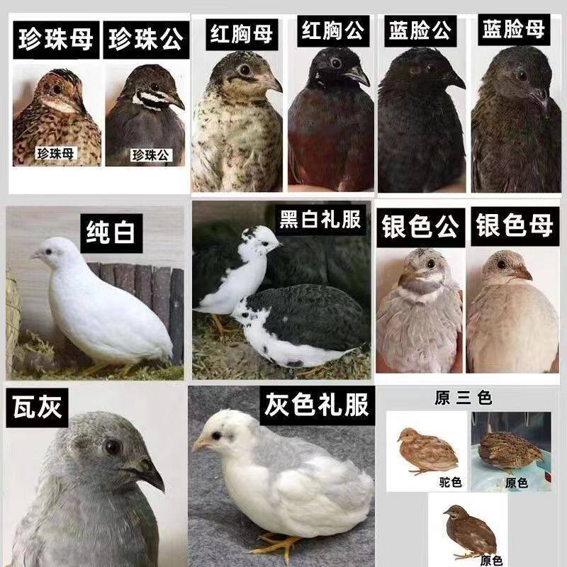 芦丁鸡受精种蛋可孵化迷你网红宠物鸡小鸡蛋纯白礼服瓦灰德系变异,淘宝优惠券,粉丝福利购,淘宝优惠卷