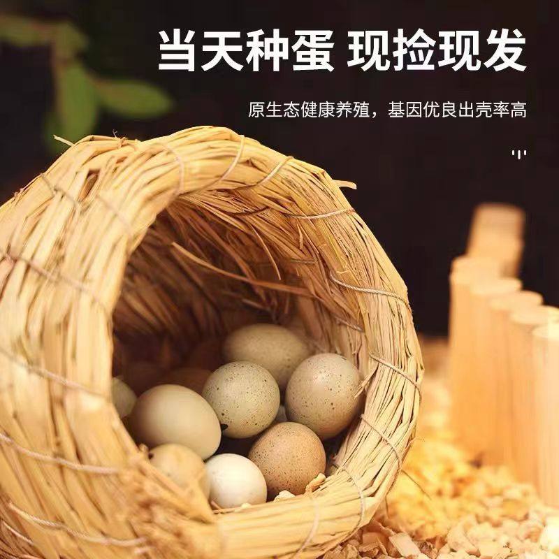 芦丁鸡受精种蛋可孵化迷你网红宠物鸡小鸡蛋纯白礼服瓦灰德系变异,淘宝优惠券,粉丝福利购,淘宝优惠卷