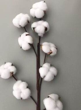 棉花干花摄影道具 奶白棉枝布景装饰 复古写真婚礼手捧花材
